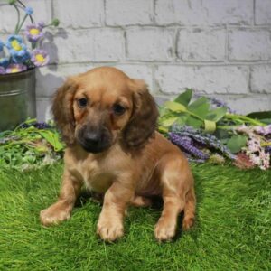 Dachshund – 1694