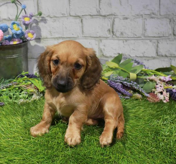 Nicole, Dachshund, Image 1