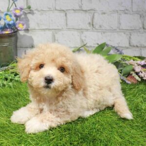 Bichapoo – 1695