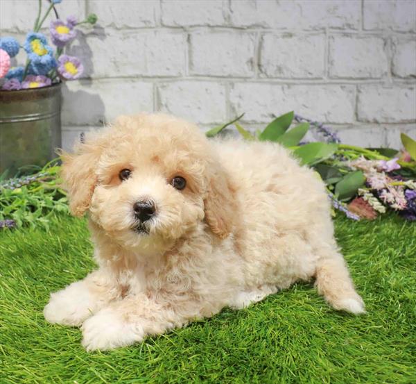 Whitney, Bichapoo, Image 1