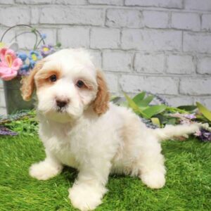 Shipoo – 1696
