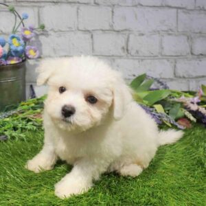 Bichon – 1697