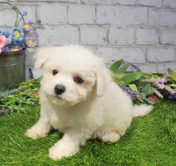 Daniel, Bichon, Image 1