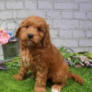 Mini Goldendoodle 2nd Gen – 1698
