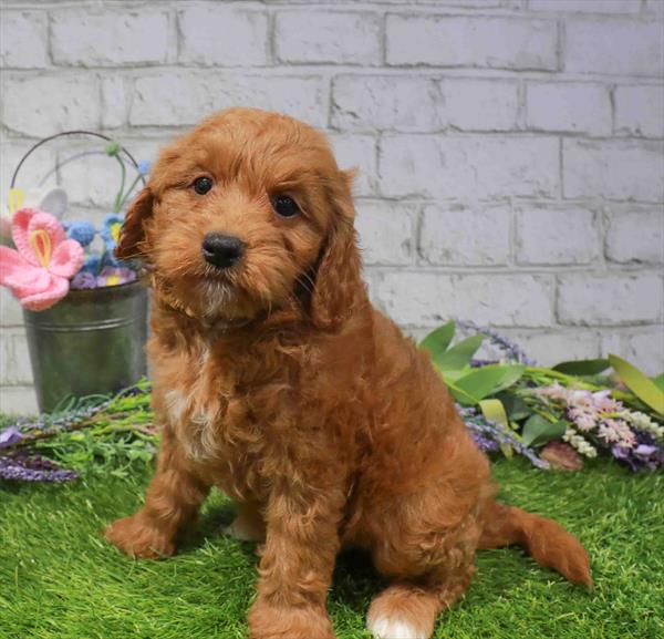 Harry, Mini Goldendoodle 2nd Gen, Image 1