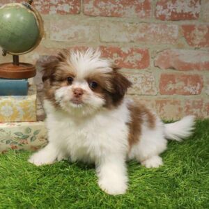Shih Pom – 1700