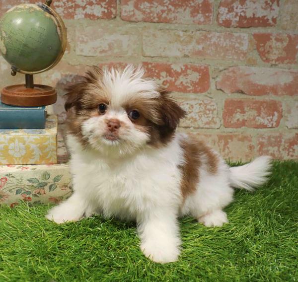 Sophia, Shih Pom, Image 1