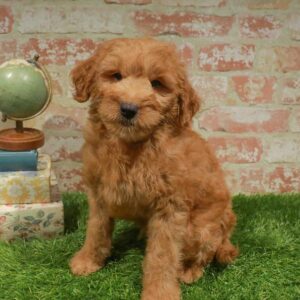 Mini Goldendoodle 2nd Gen – 1701