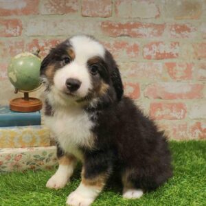Mini Aussie – 1703