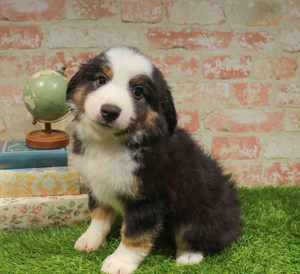 Toby, Mini Aussie, Image 1