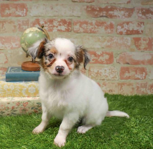 Bruno, Chihuahua, Image 1