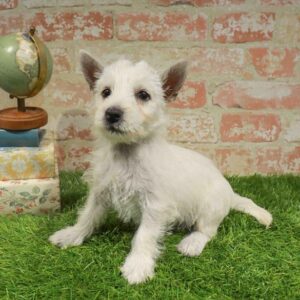 West Highland White Terrier – 1709