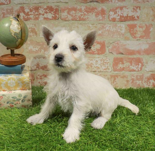 Bonnie, West Highland White Terrier, Image 1
