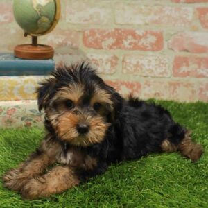 Yorkie – 1715