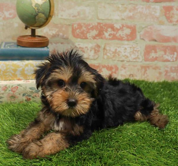 Annie, Yorkie, Image 1