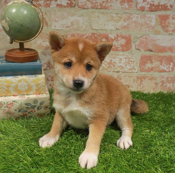 Mae, Shiba Inu, Image 1