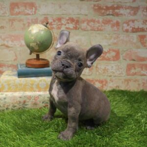 French Bulldog – 1706