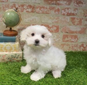 Waggles Puppy Boutique Maltese puppy available