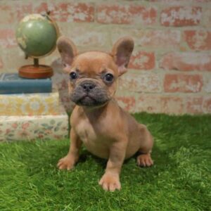 French Bulldog – 1707