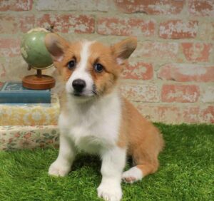 Waggles Puppy Boutique Pembroke Welsh Corgi puppy available