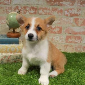Pembroke Welsh Corgi – 1708