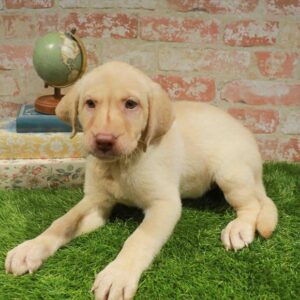 Labrador Retriever – 1712