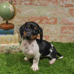 Dachshund – 1713
