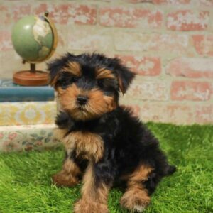 Yorkie – 1716