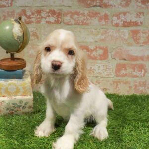Cocker Spaniel – 1717