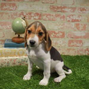 Beagle – 1718