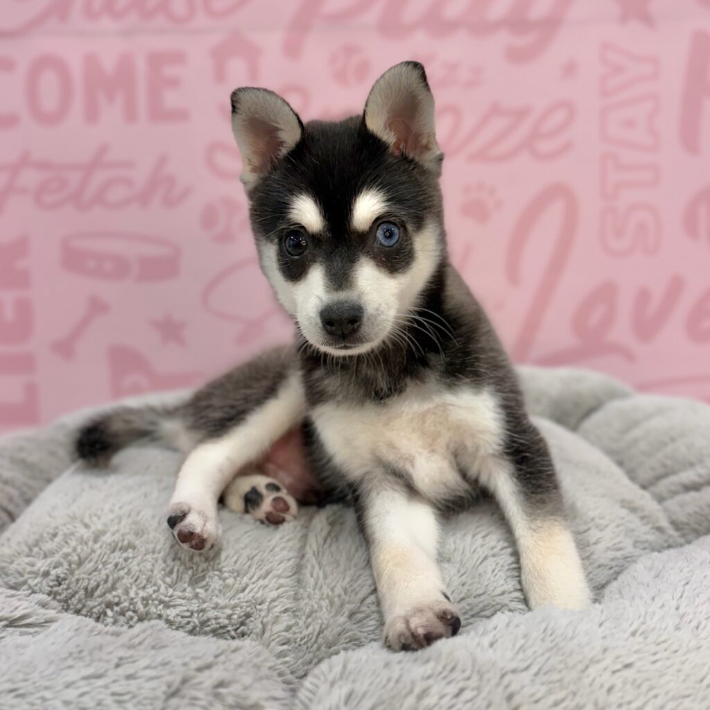 Otis, Alaskan Klee Kai, Image 2