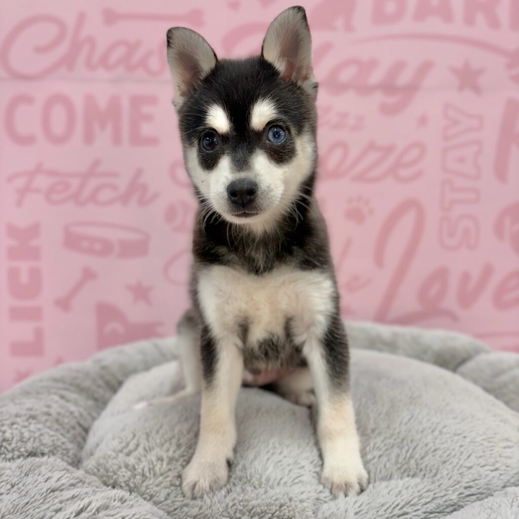 Otis, Alaskan Klee Kai, Image 1