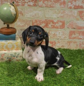 Waggles Puppy Boutique Dachshund puppy available