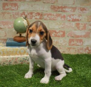 Waggles Puppy Boutique Beagle puppy available