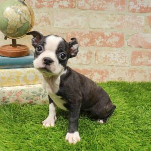 Boston Terrier – 1719