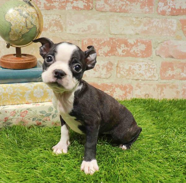 Kaitlyn, Boston Terrier, Image 1