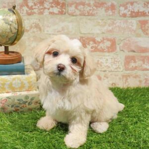Maltipoo – 1720