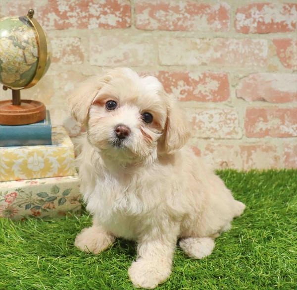 Delina, Maltipoo, Image 1