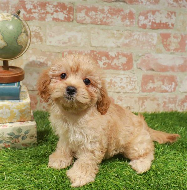 Maranda, Cavapoo, Image 1