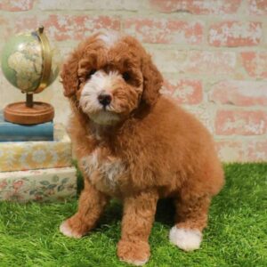 Mini Poodle – 1722