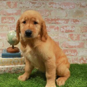 Golden Retriever – 1724