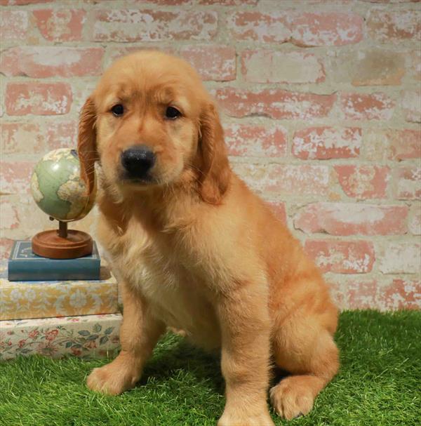 Ted, Golden Retriever, Image 1