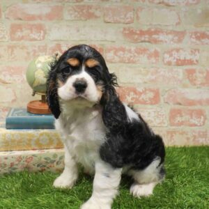 Cocker Spaniel – 1723