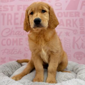 Ted, photo 3