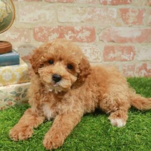 Mini Goldendoodle 2nd Gen – 1727