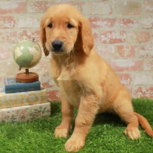Golden Retriever – 1726