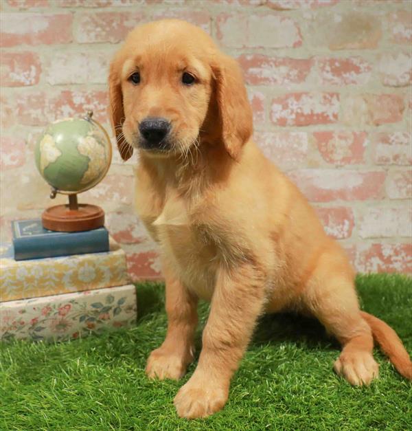 Golden Retriever - 1726, Golden Retriever, Image 1