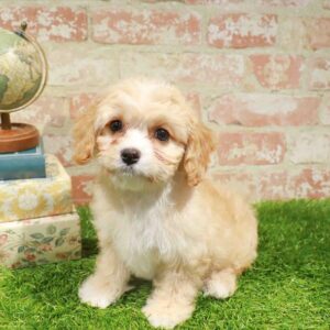Cavachon – 1725