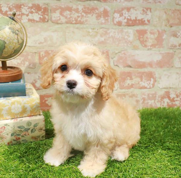 Cavachon - 1725, Cavachon, Image 1
