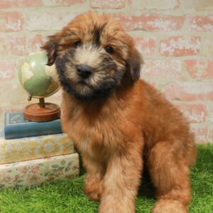 Soft Coated Wheaten Terrier – 1729